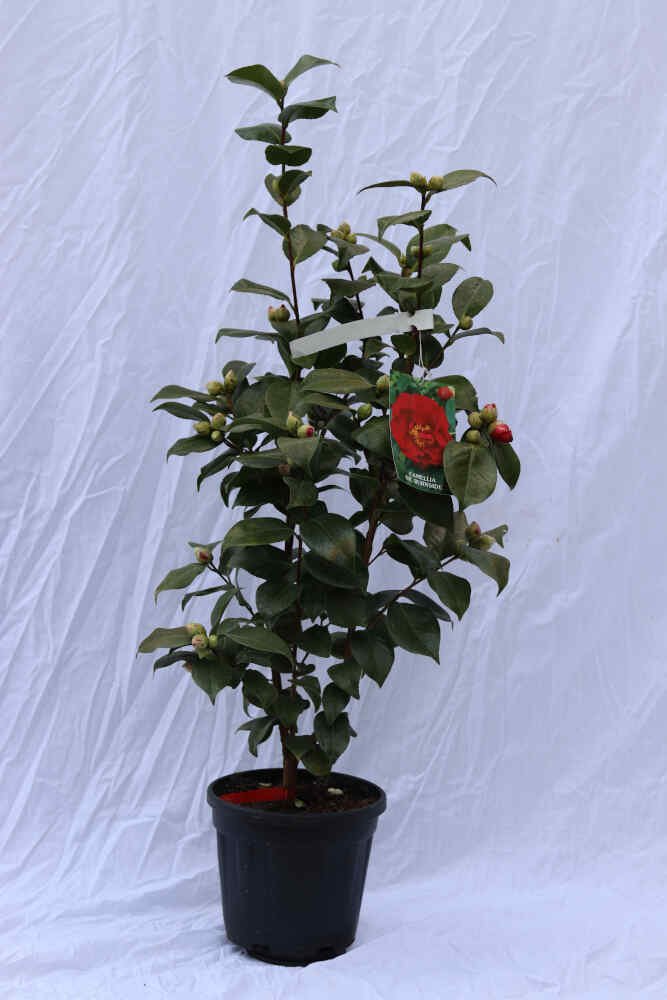Camellia jap Dr. Burnside 6L 80cm