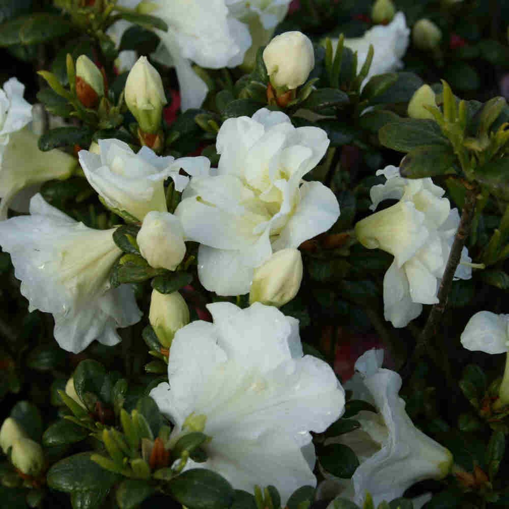 Rhododendron Jap. Schneeperle 20-25 - C2