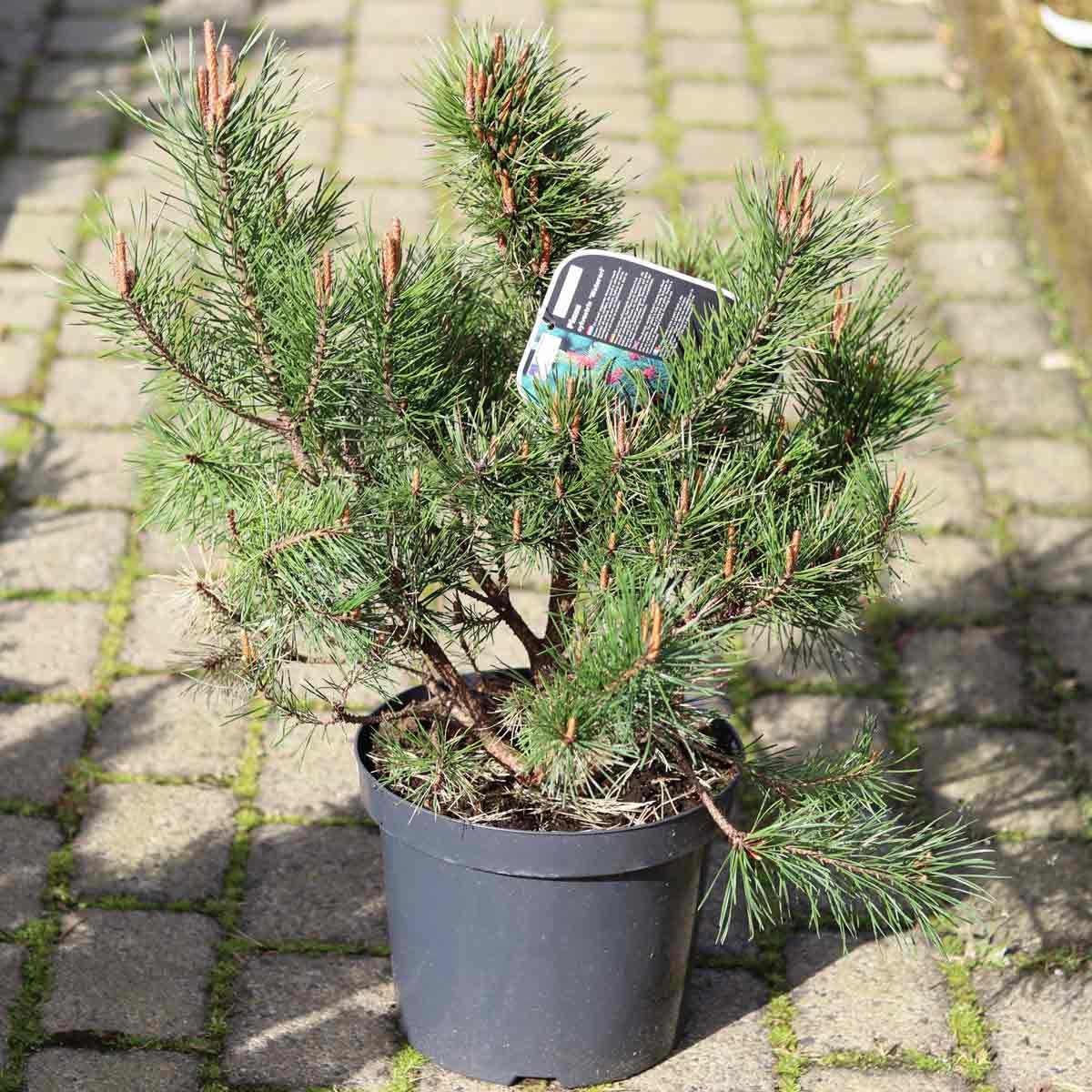 Pinus sylvestris 'Watereri' C7.5