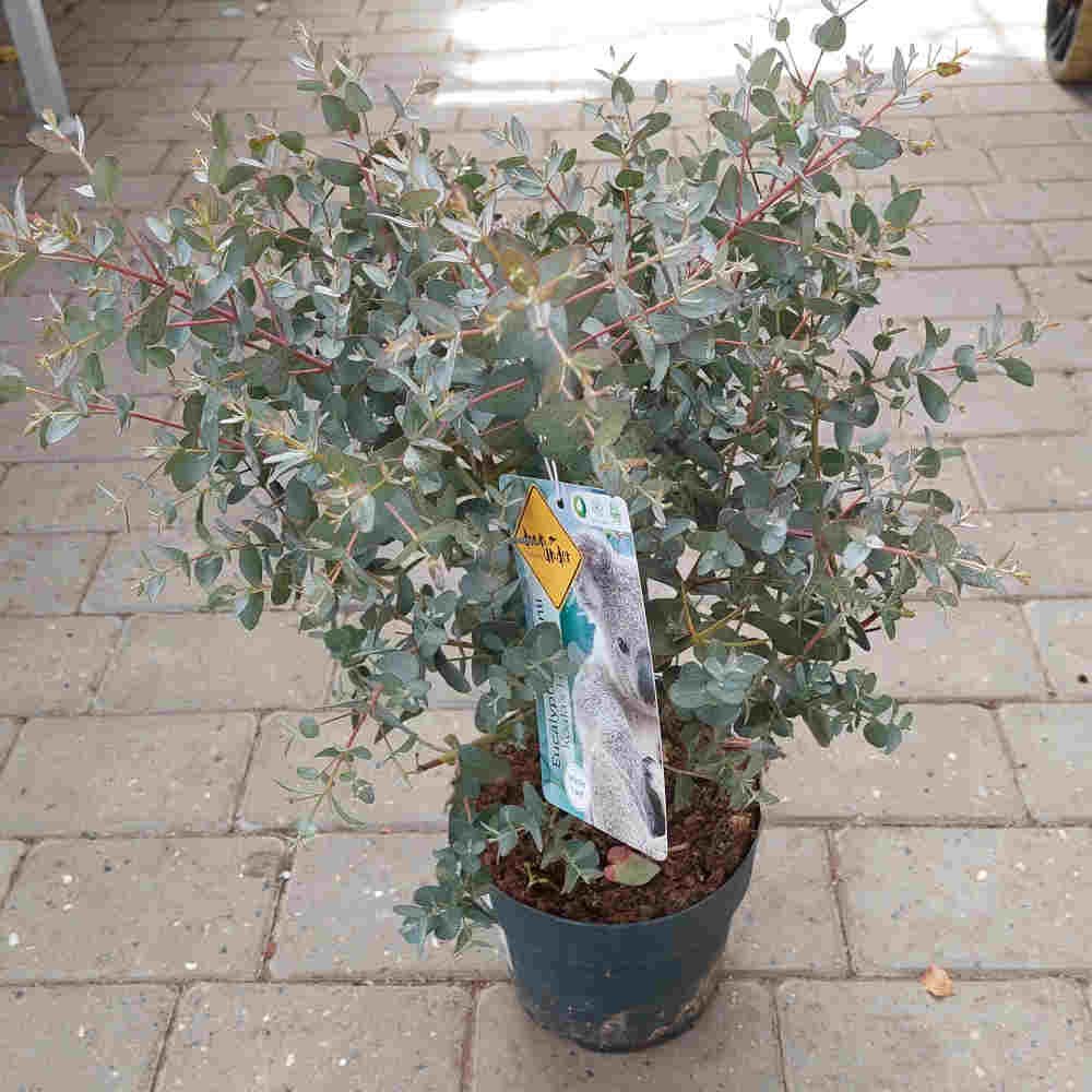 Eucalyptus gunnii 19cm pot