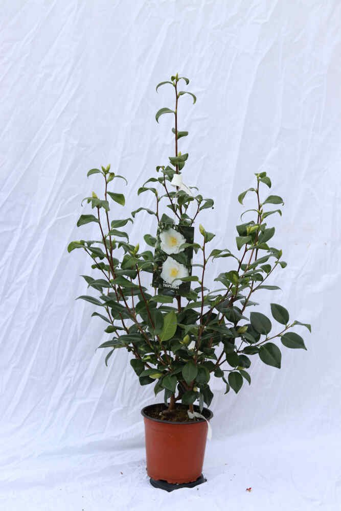 Camellia jap 'Triphosa' 3L 60cm