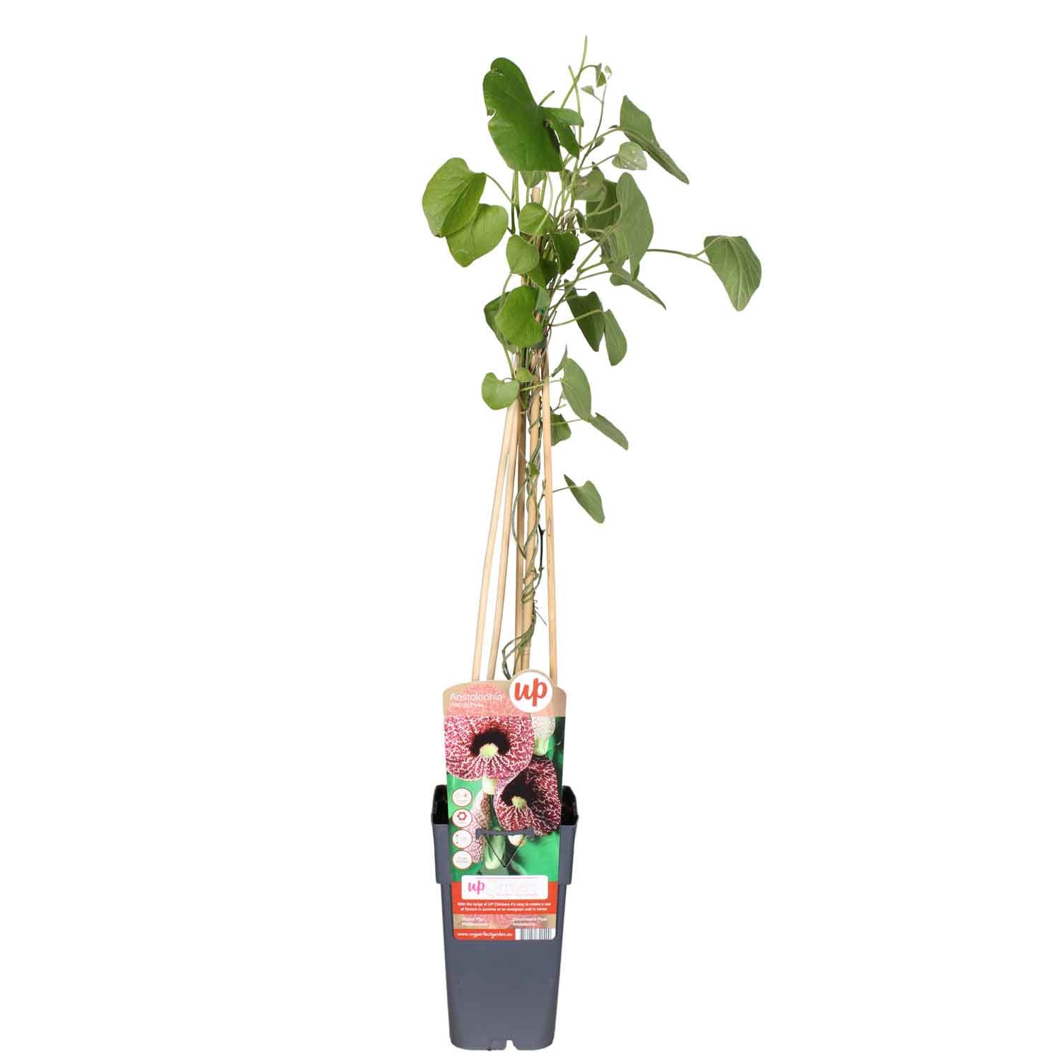 Tobakspibeplante - Aristolochia macrophylla 15cm