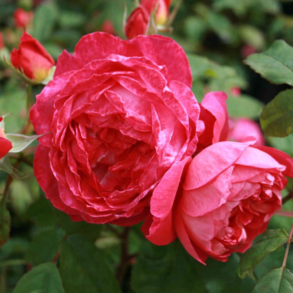 Røde blomster i Benjamin Britten