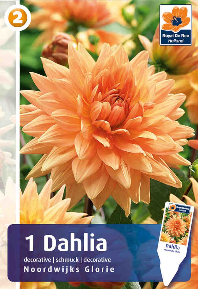 Dahlia Noordwijks Glorie - decorative