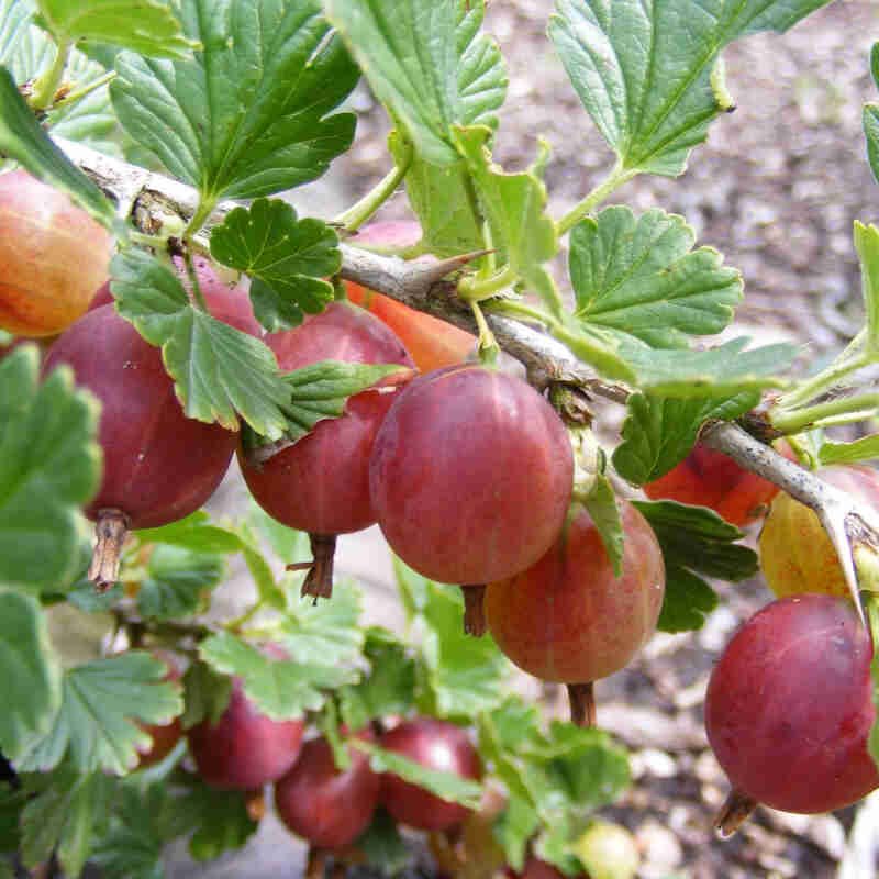 Stikkelsbær - Ribes uva-crispa 'Hinnomaki Rød' - 11L