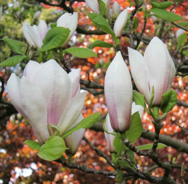 Magnolia soulangeana 100/125cm