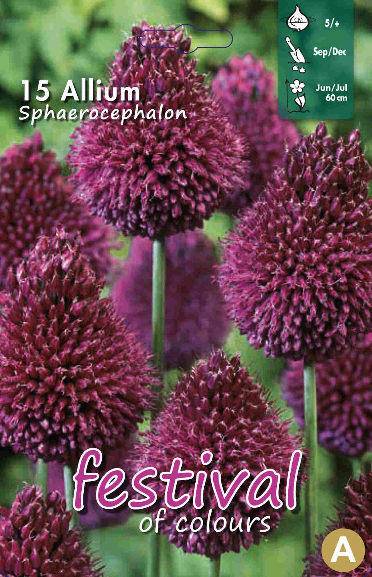 Prydløg - Allium Sphaerocephalon 5/+