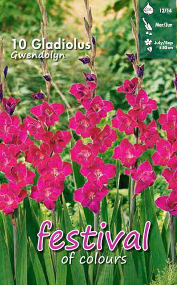 Gladiolus Gwendolyn - Mini, småblomstret - 10 stk. - 12/+