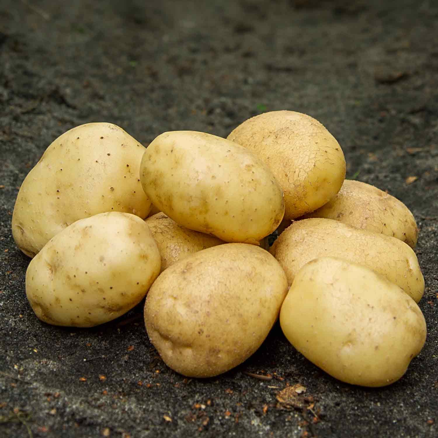 Hansa læggekartofler