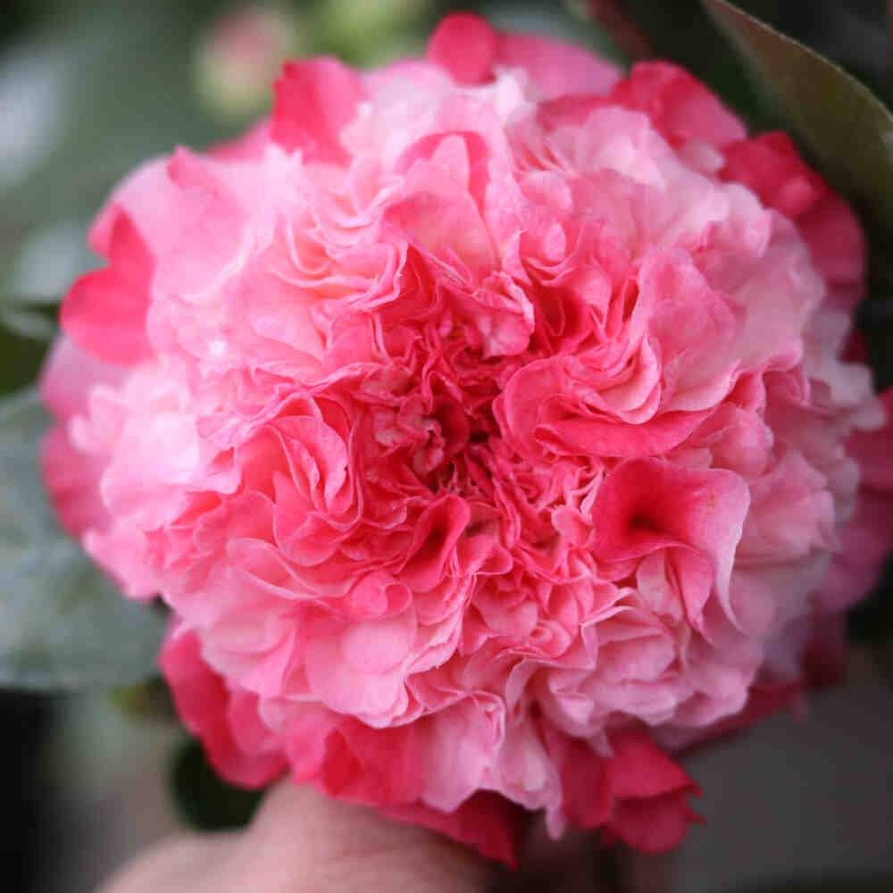 Camellia 'Nuccios Jewel'