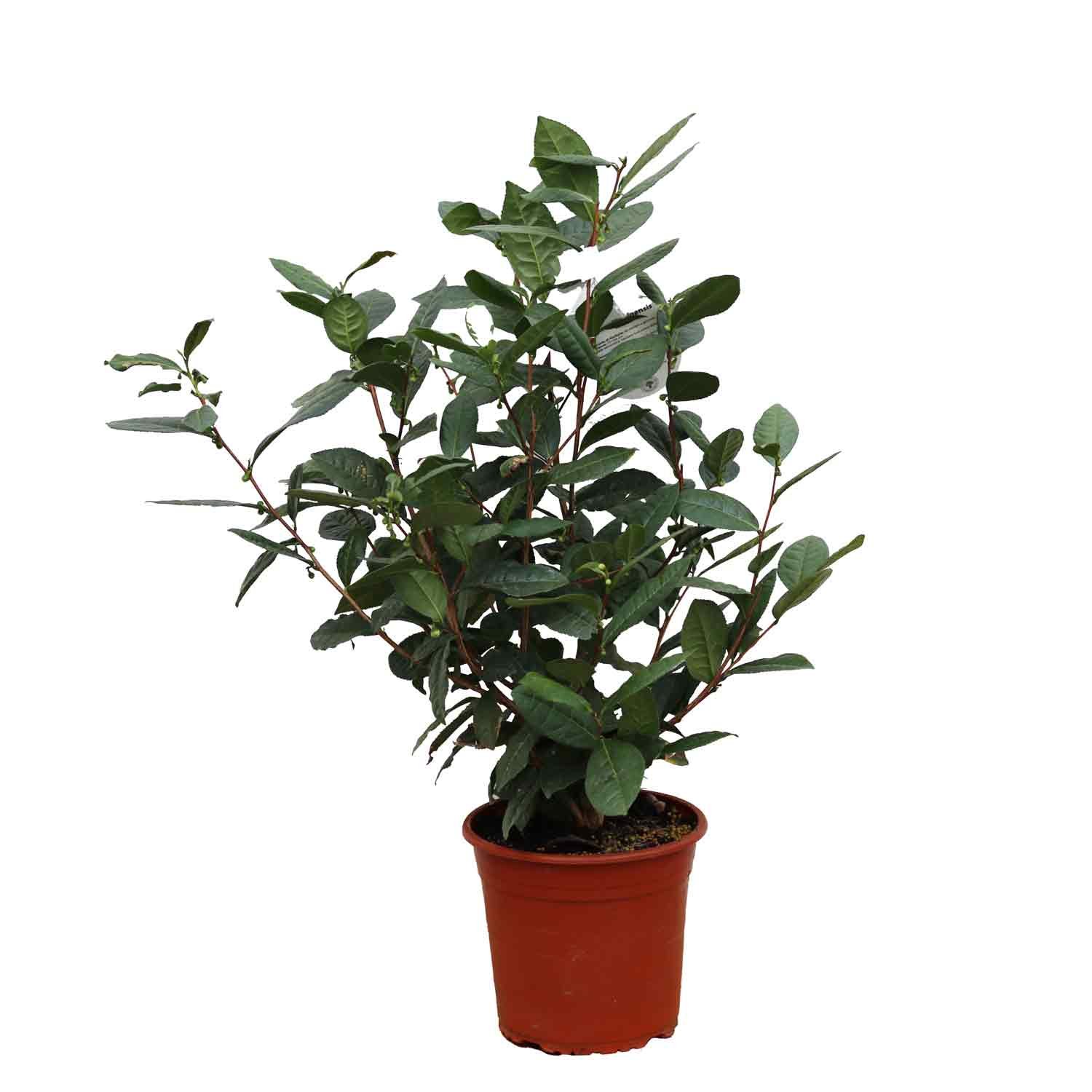 Teplante - Camellia sinensis 5L