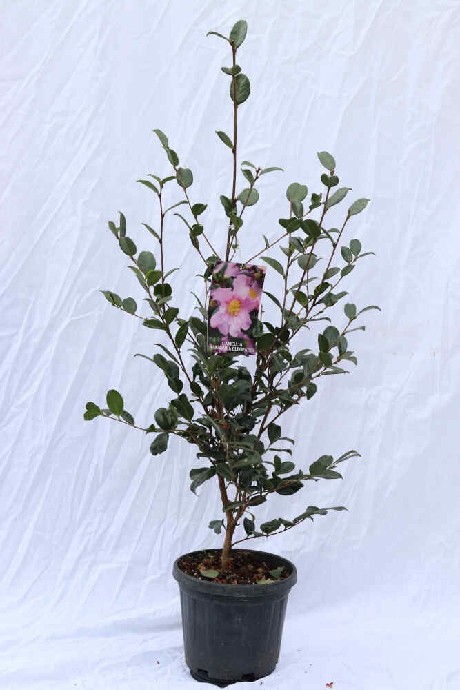 Camellia sasanqua 'Cleopatra'