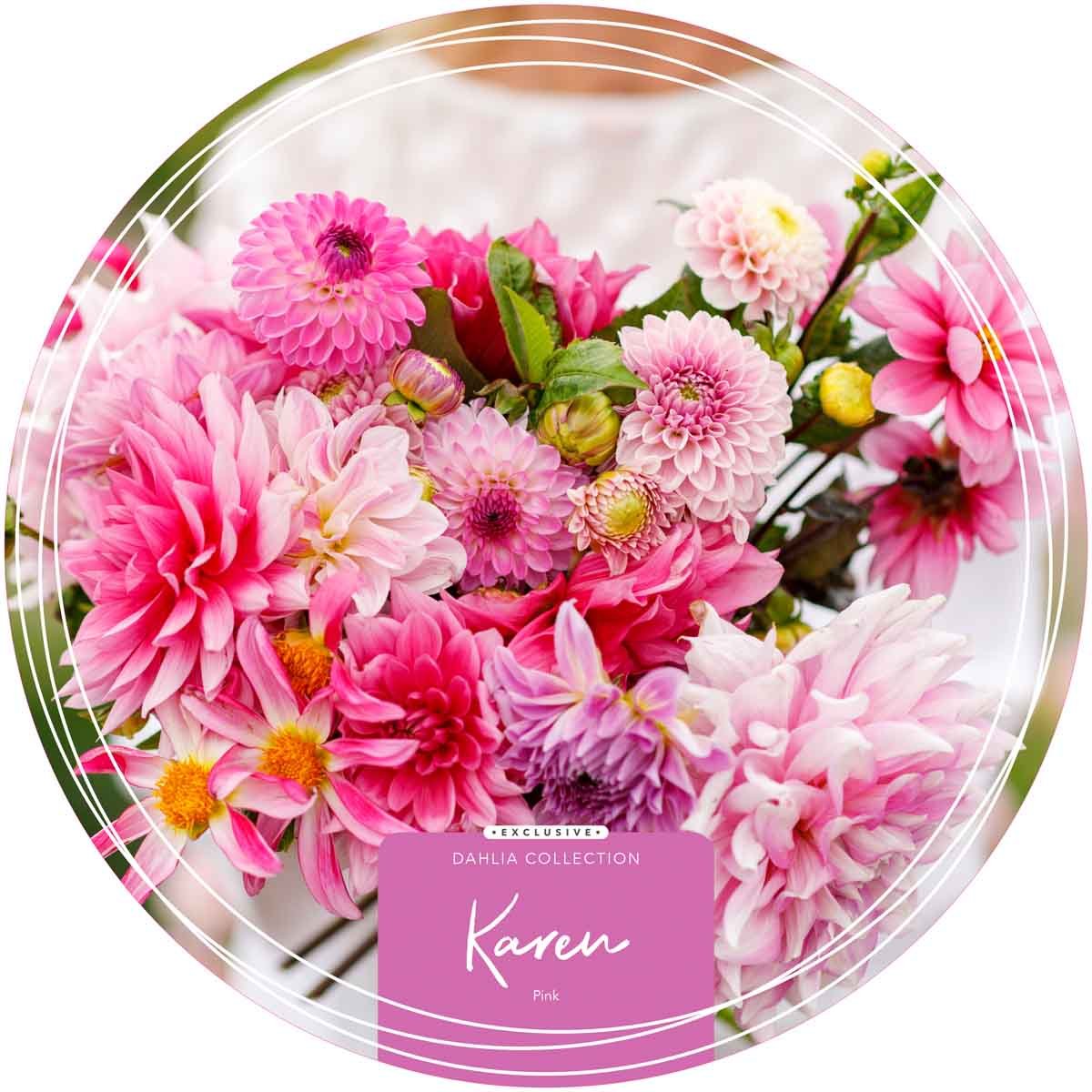 Exclusive Collection Dahlias 'Karen' - Pink
