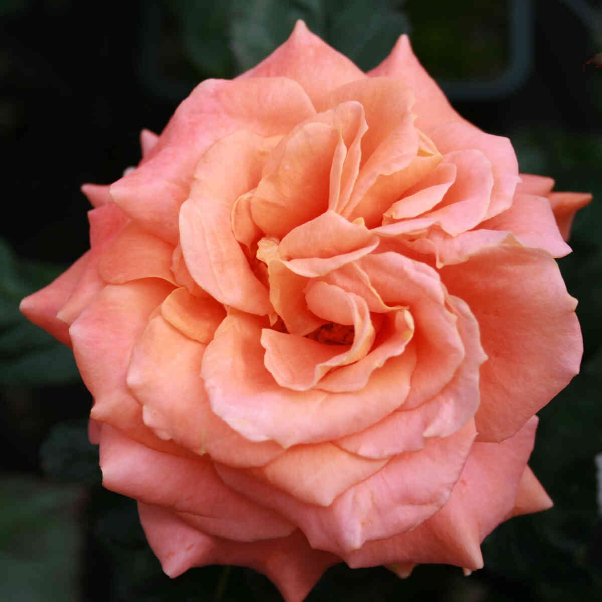 Rose 'Flora Danica'