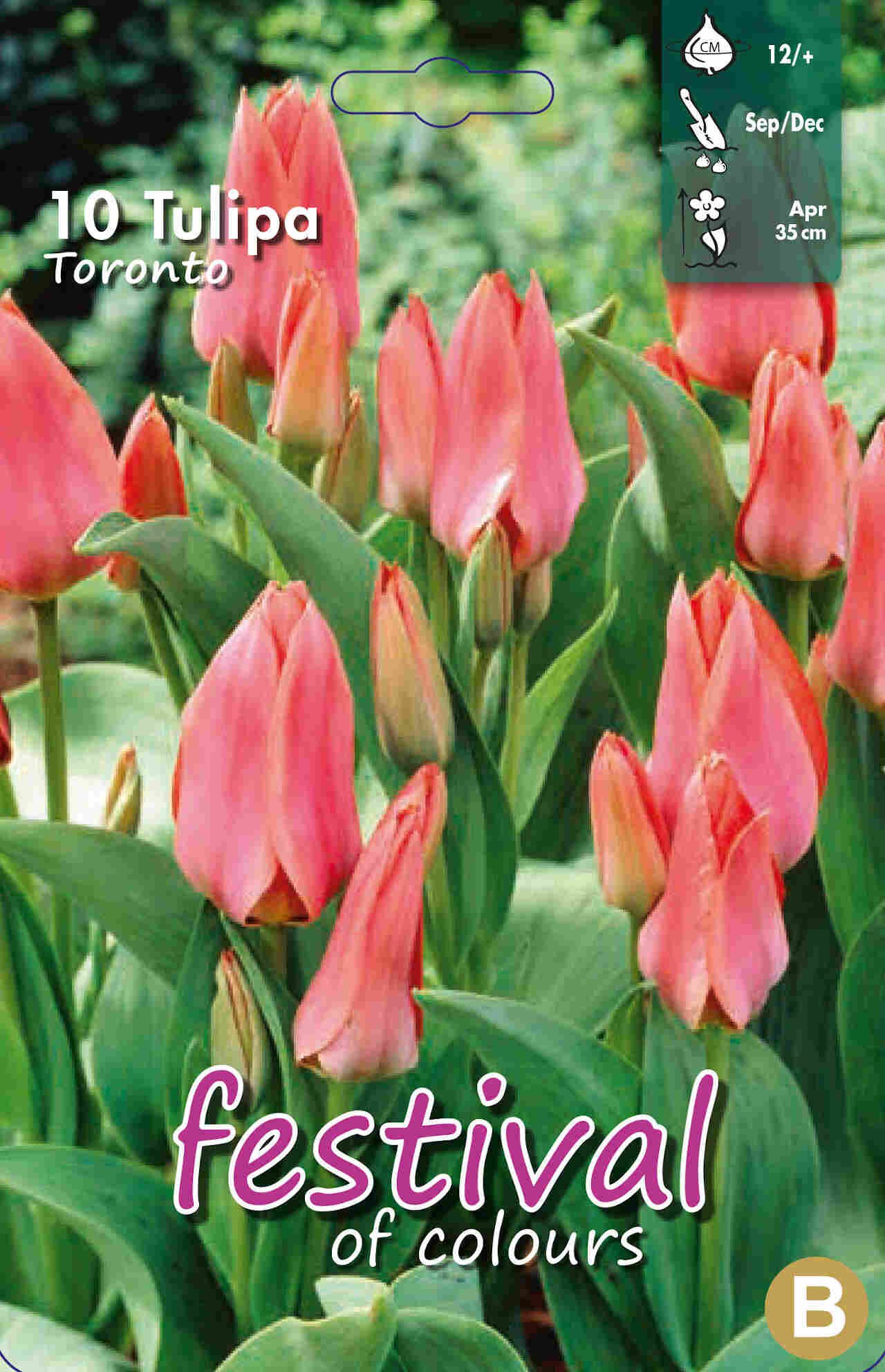 Tulips Toronto 12/+