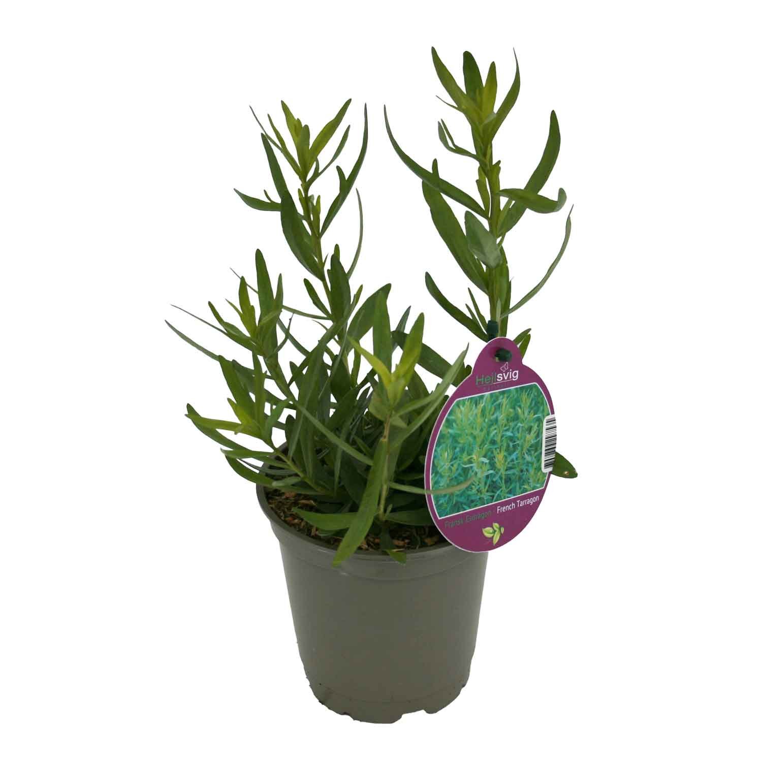 Estragon Fransk - Artemisia dracunculus 12 Cm Potte