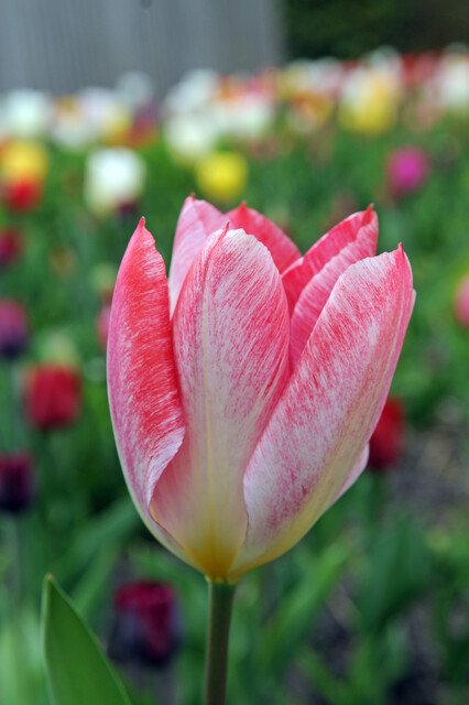 Tulips Flaming Purissima 12/+