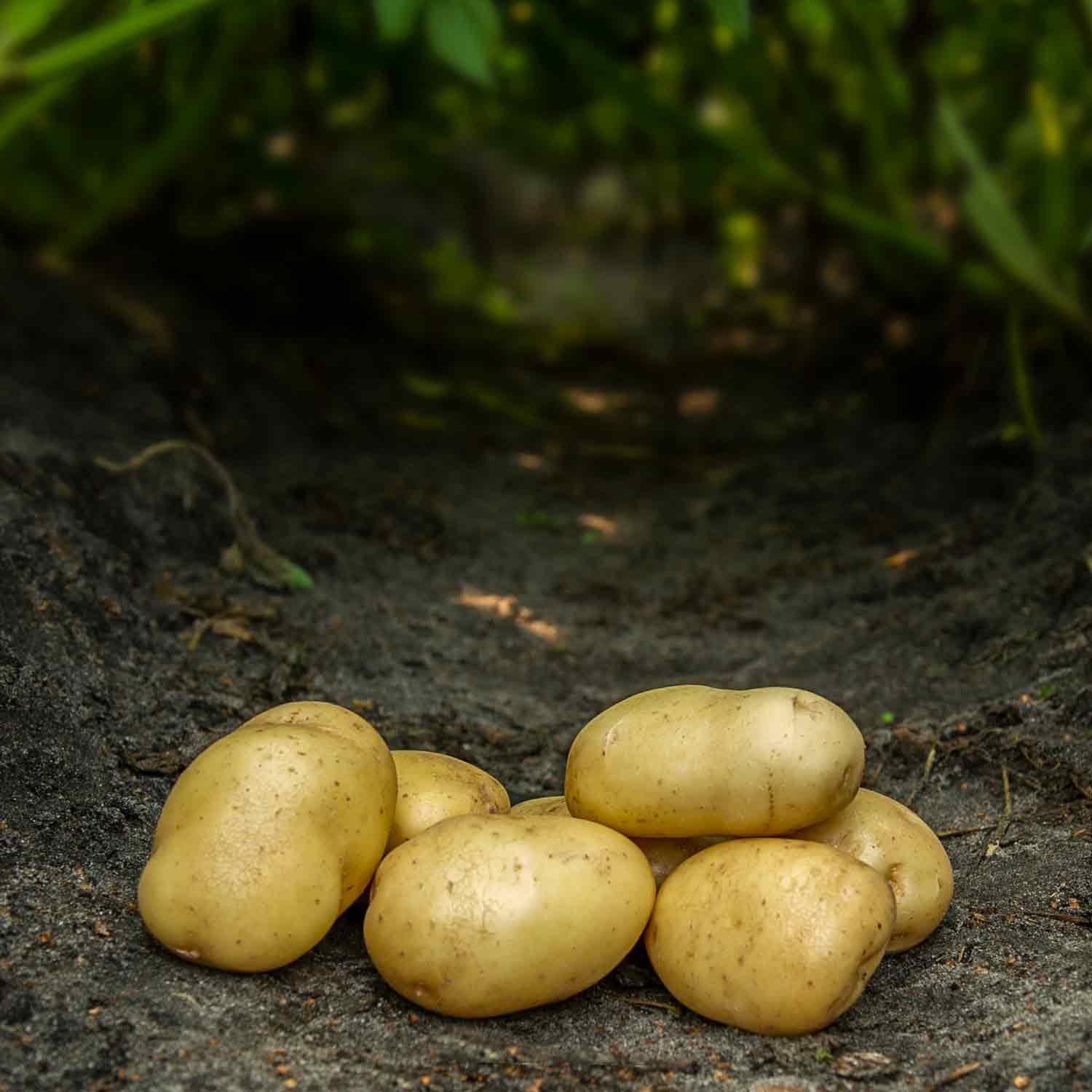 Bintje læggekartofler gammel dansk sort