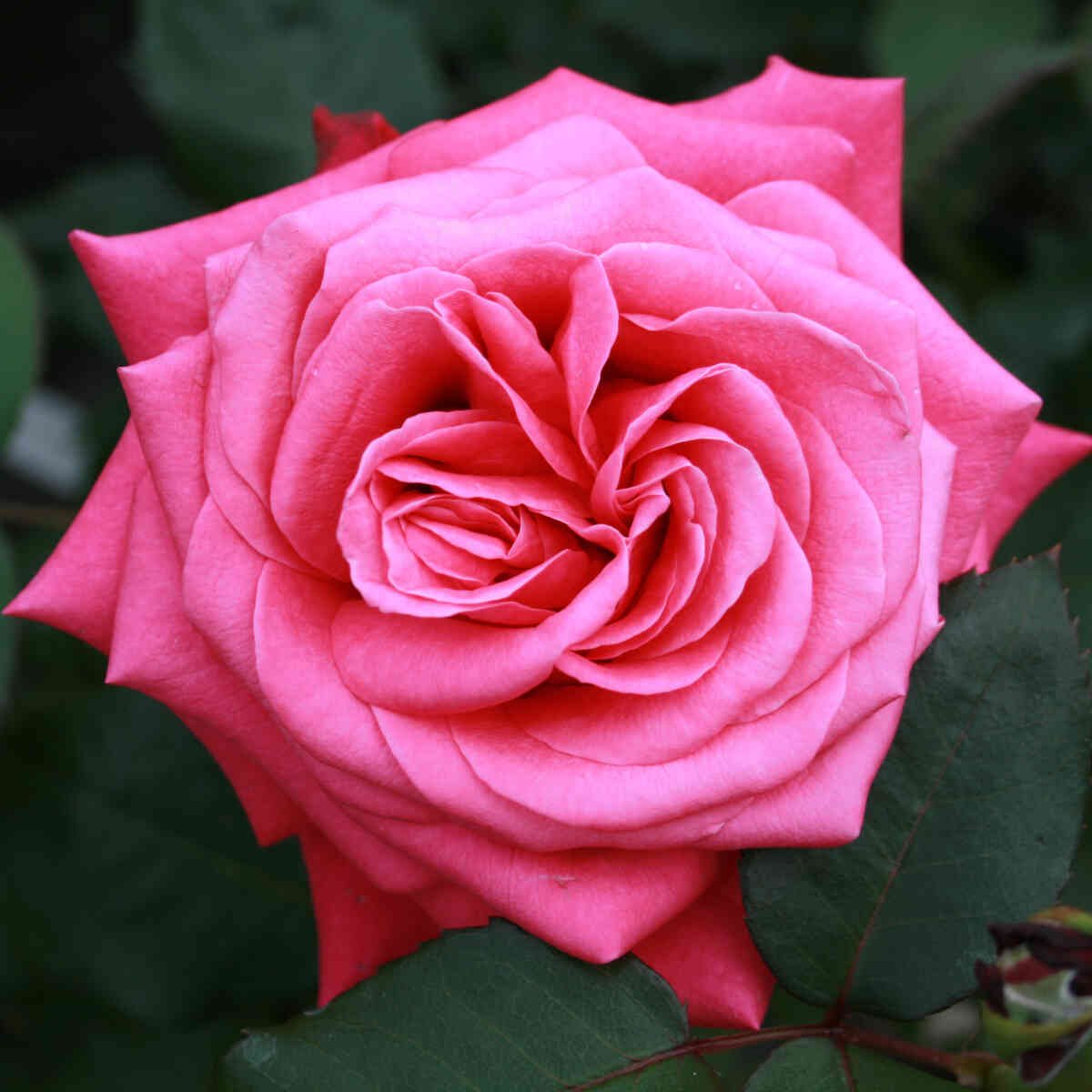 Storblomstret Charisma med pink blomst