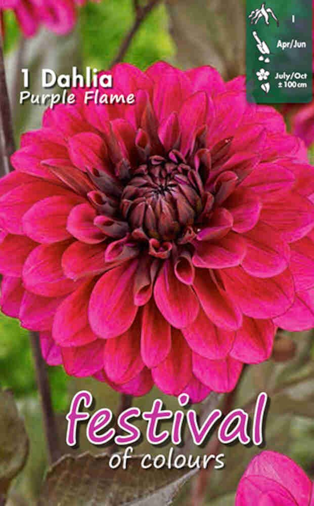 Dahlia Purple Flame Decorative