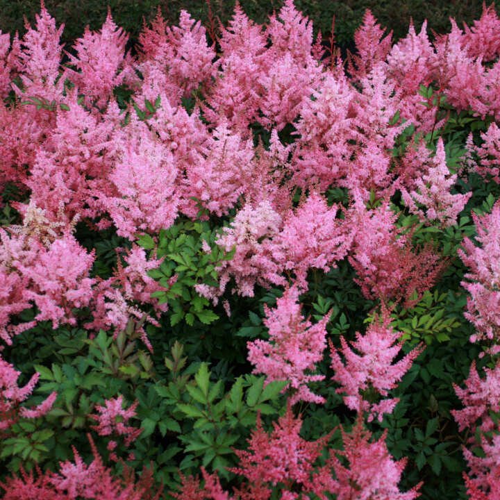 Astilbe arendsii 'Younique Pink'®