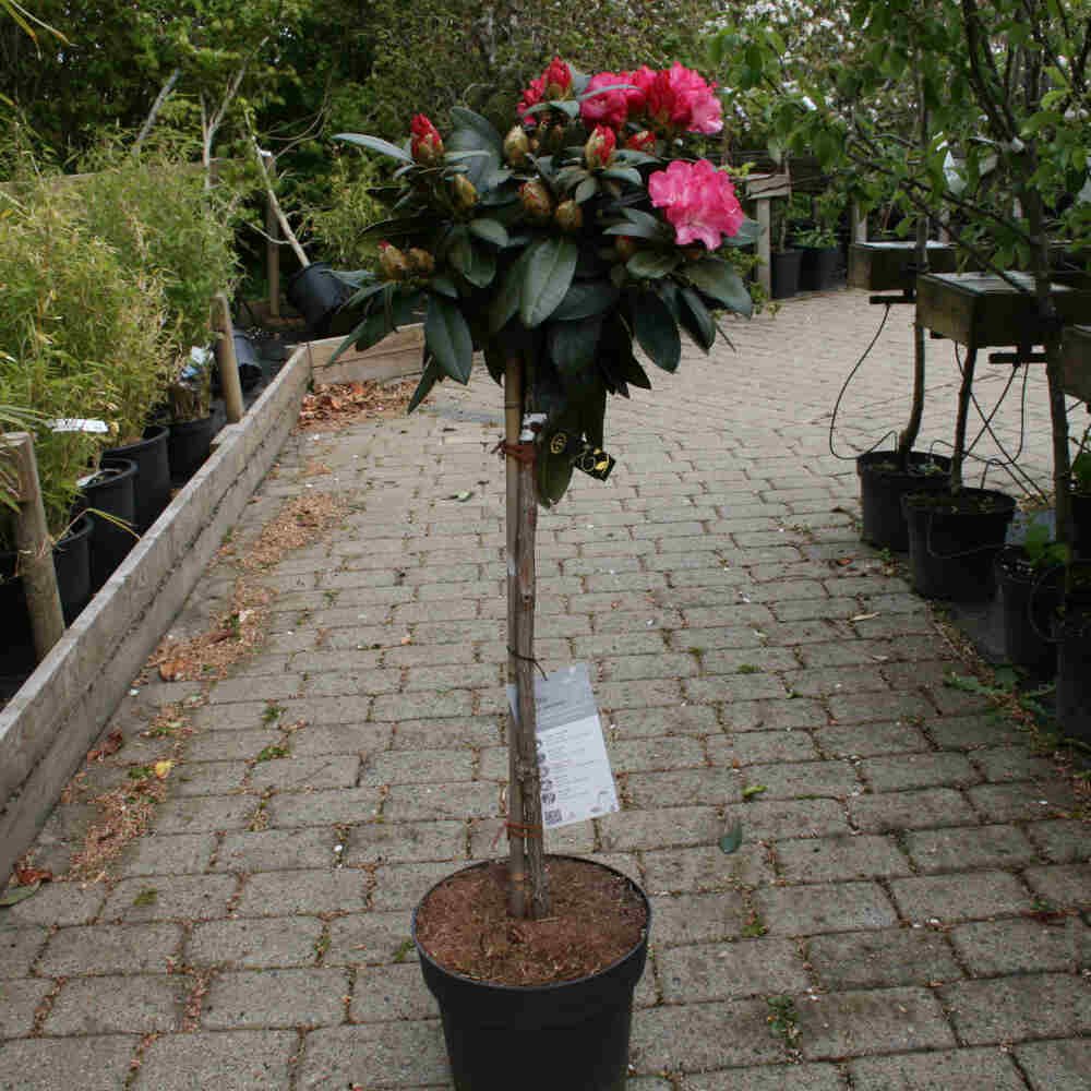 Rhododendron yak.'Anuschka' 60-er Stamm, C 10