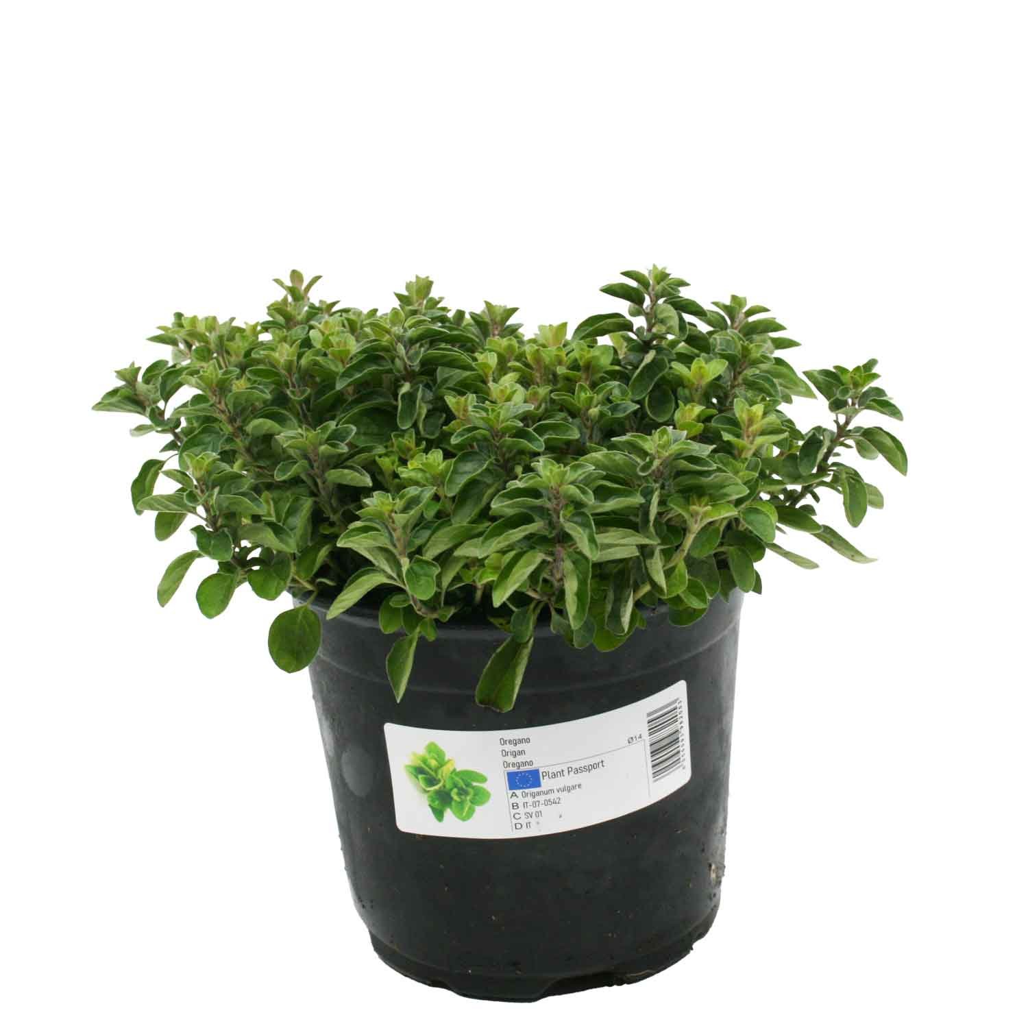 Oregano - Origanum vulgaris 14 cm potte
