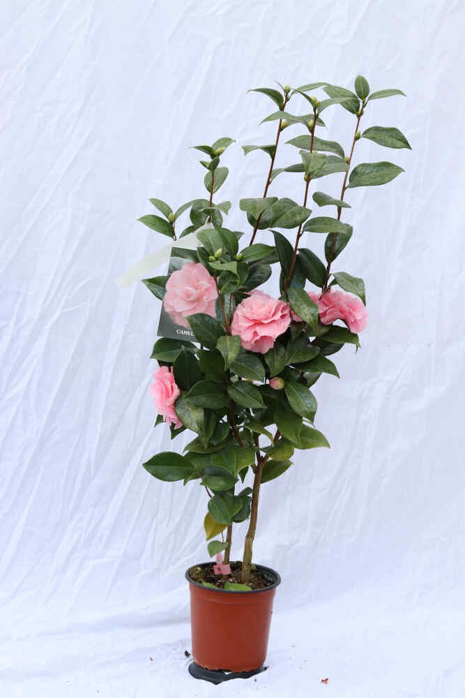 Camellia jap Nuccio's Cameo 3L, 60 cm