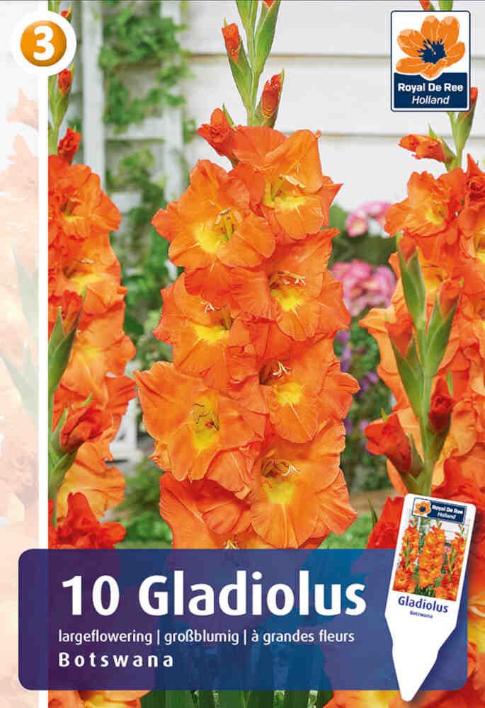 Gladiolus Botswana - 10 stk - 12/14
