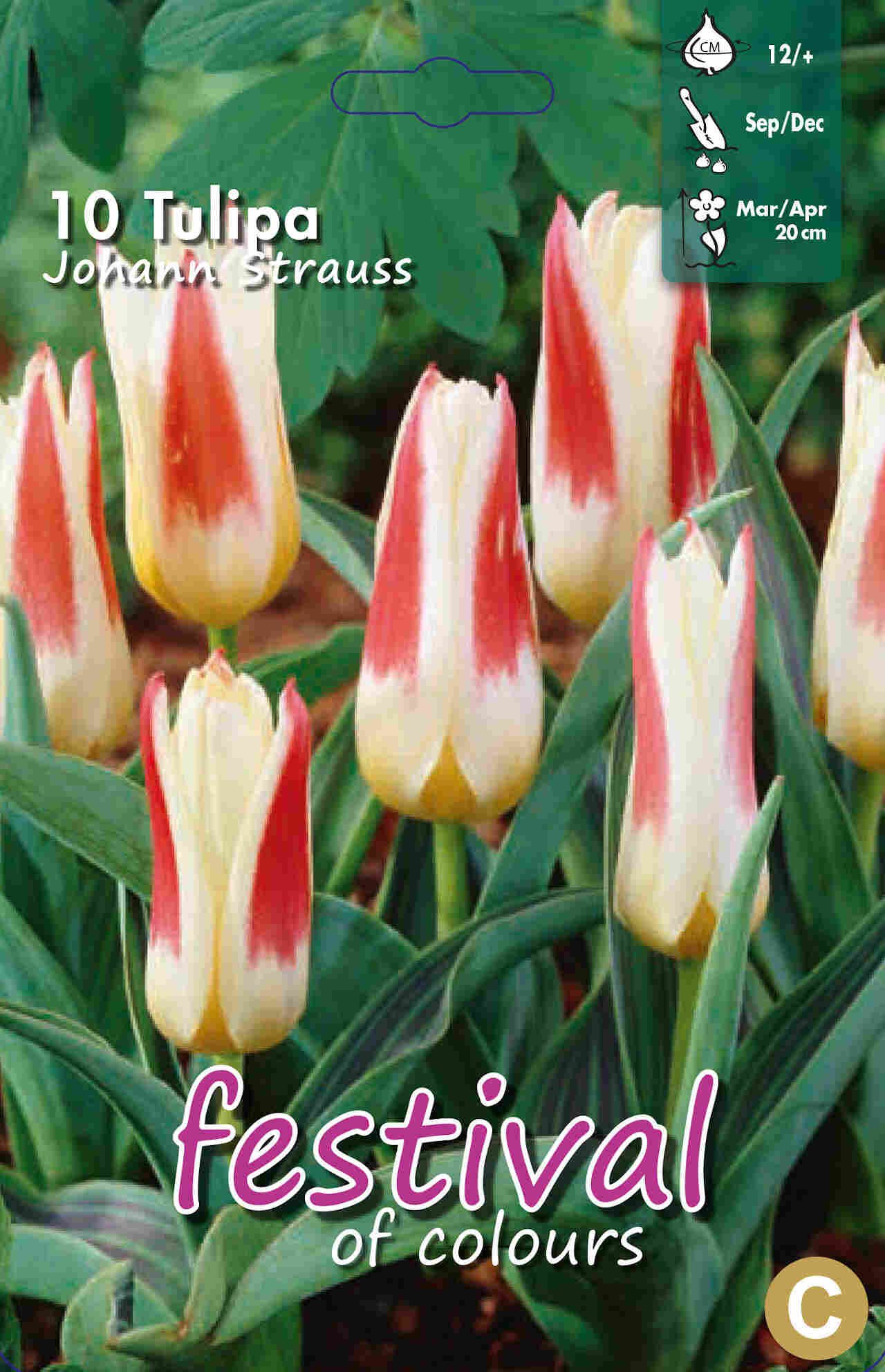 Tulips Johann Strauss 12/+