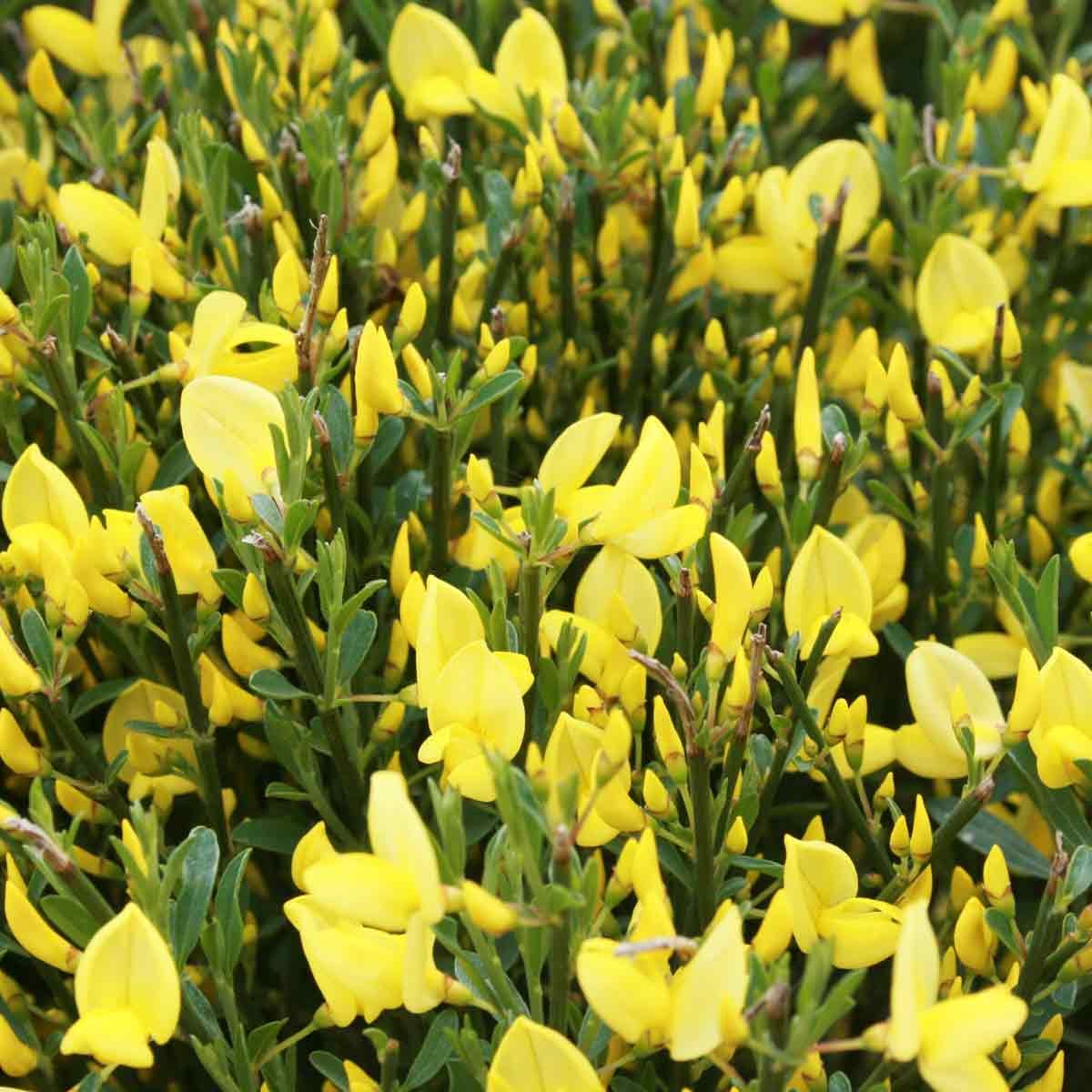 Cytisus other 14cm