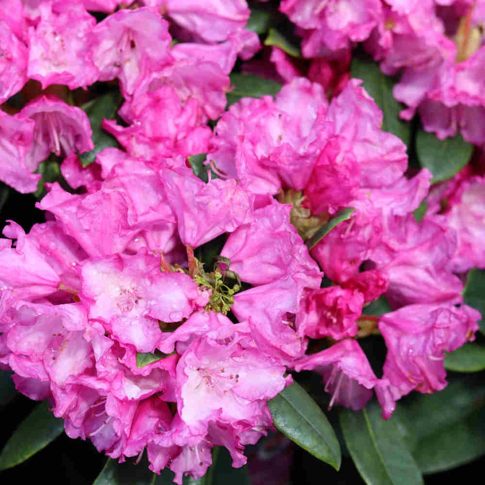 Rhododendron Yak. 'Blurettia' 30-40 - C5