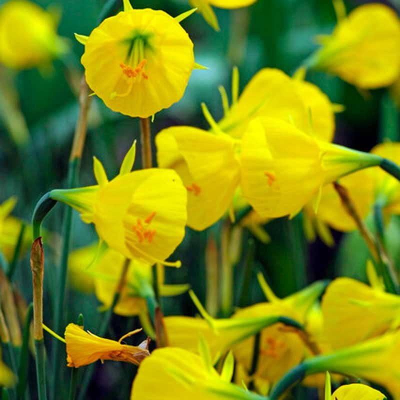 Mini påskelilje - Narcissus bulbocodium oxford gold 