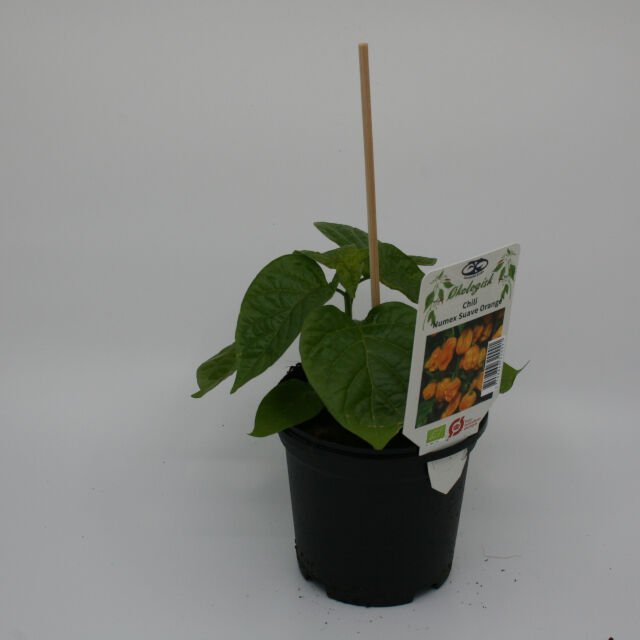 Chiliplante 'Numex Suave orange' 11,5 cm. pot.