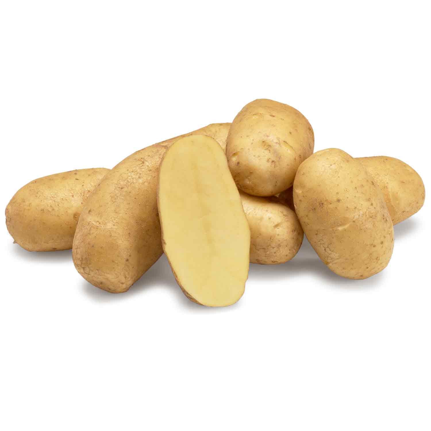 Ditta læggekartofler, almindelig kartoffel