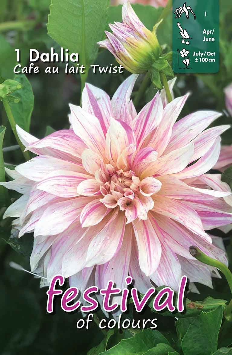 Dahlia Café Au Lait Twist Large-flowered 