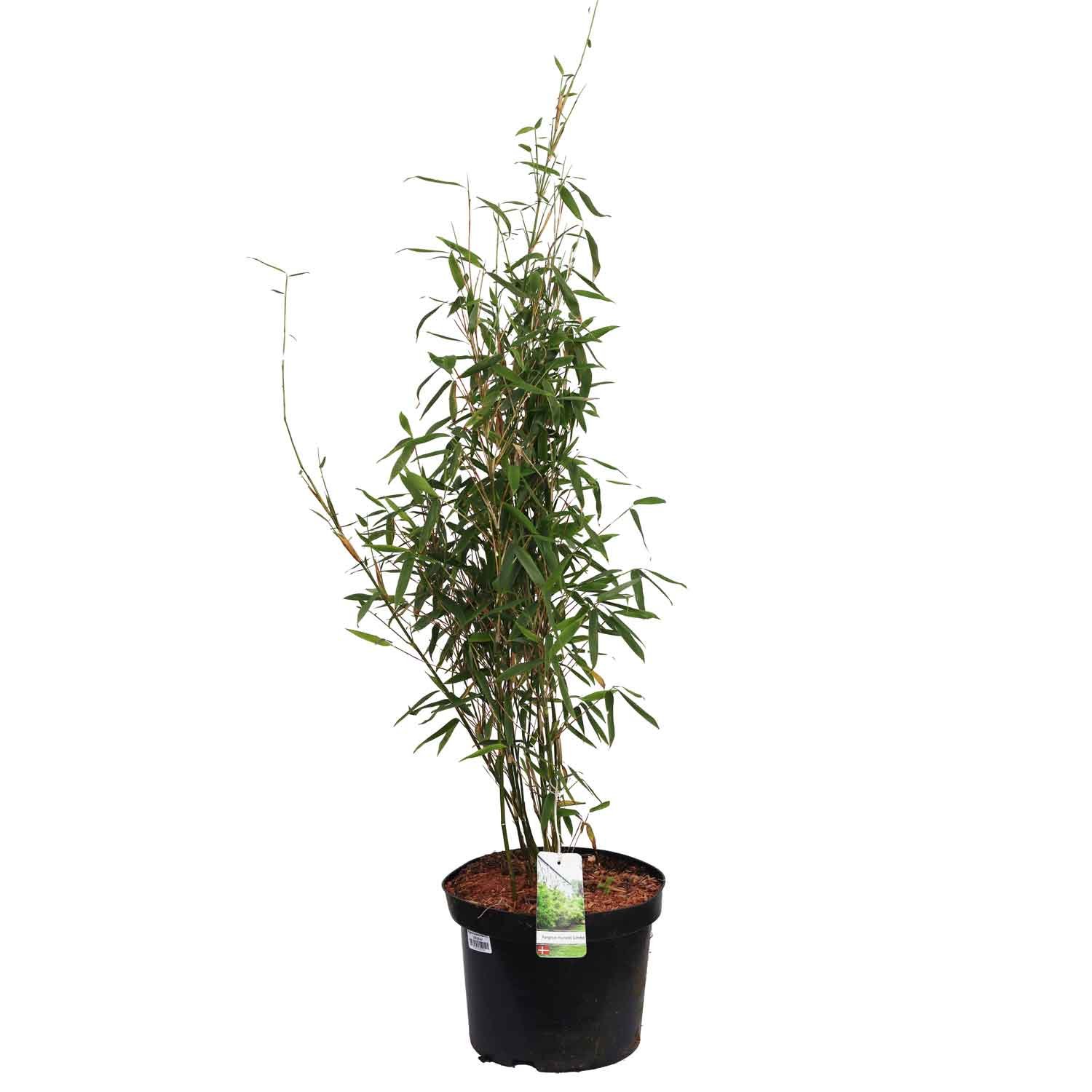 Bambus - Fargesia murielae Simba 10 L. 
