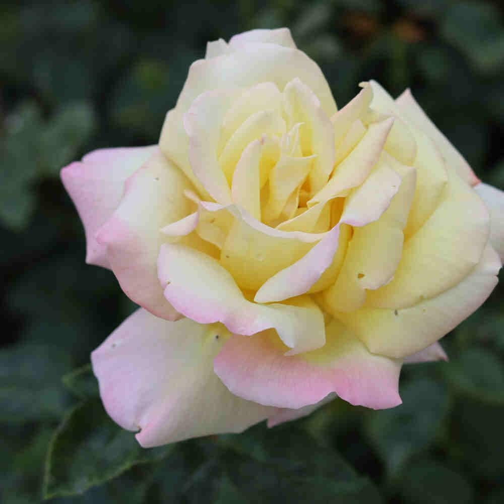 Rose 'Peace'