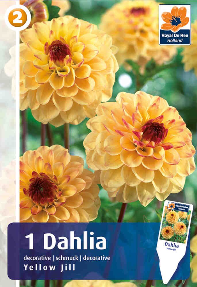 Dahlia Yellow Jill - pompom