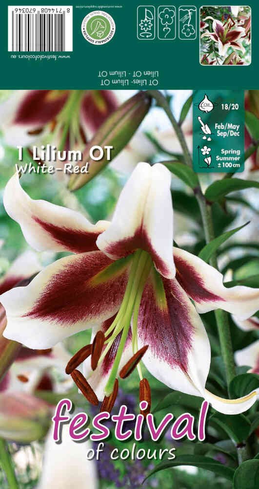 OT-lilje - Lilium White-Red - 1 stk. - 18/20