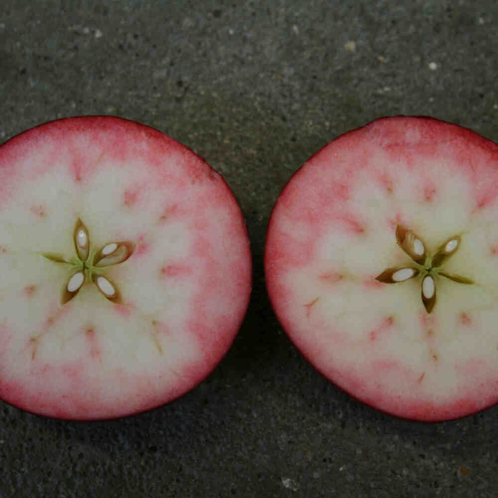 Æbletræ Rosette - Rødt frugtkød