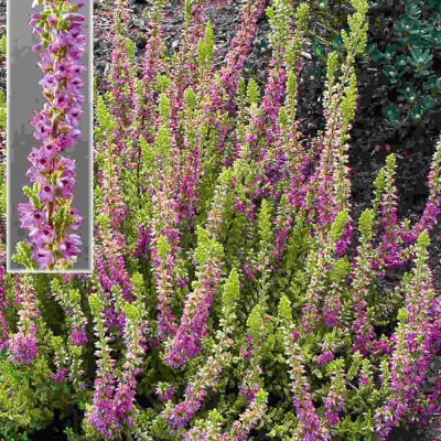 Calluna vulgaris Firefly 10 cm